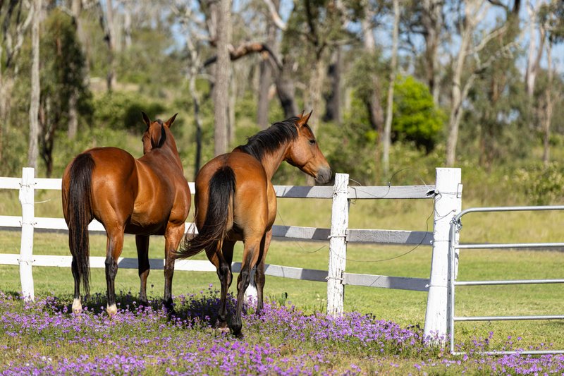Photo - 49 Harelmar Road, Southbrook QLD 4363 - Image 2