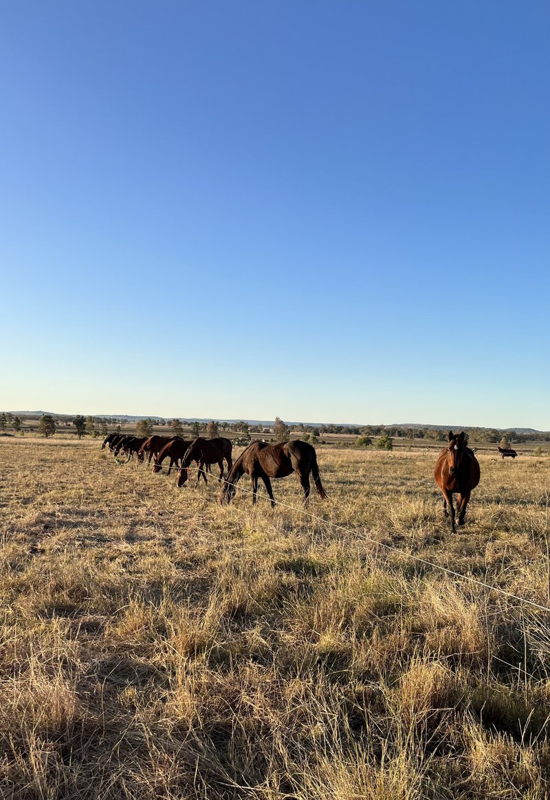 Photo - 491 T Moore Road, Oakey QLD 4401 - Image 10