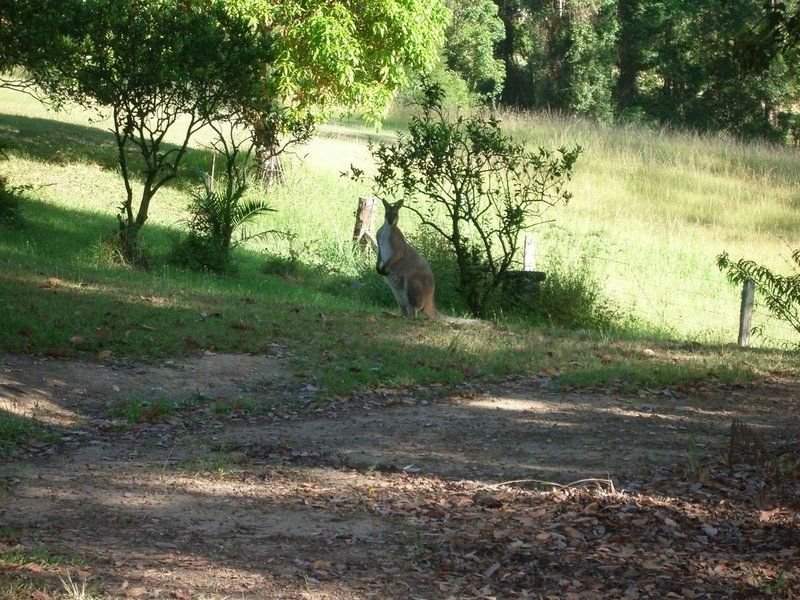 Photo - 497 Stuarts Point Road, Yarrahapinni NSW 2441 - Image 12