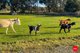 Photo - 5 Clancy Road, Eppalock VIC 3551 - Image 26
