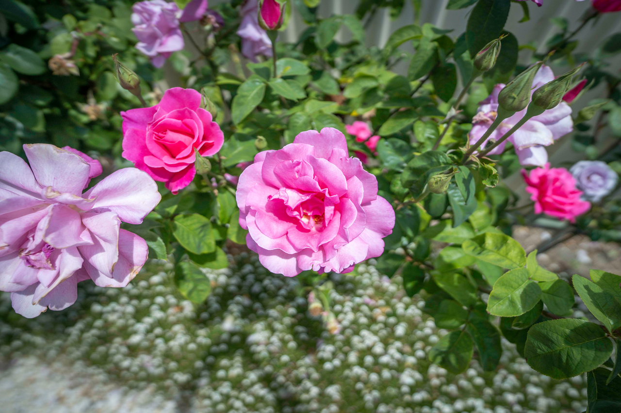 4-bedroom house at 5 REGIA COURT, Portland VIC 3305, Glenelg, Victoria