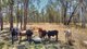 Photo - 51 Arbouin Road, Kaban QLD 4888 - Image 25