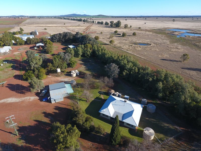 Photo - 513 Condobolin - Trundle Road, Trundle NSW 2875 - Image 5