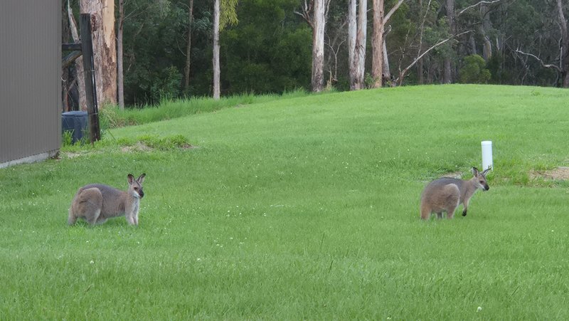 Photo - 515 Boorabee Creek Road, Boorabee Park NSW 2480 - Image 32