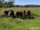 Photo - 515 Tumut Plains Road, Tumut Plains NSW 2720 - Image 16