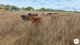 Photo - 54 Horsburgh Road, Hay Point QLD 4740 - Image 29