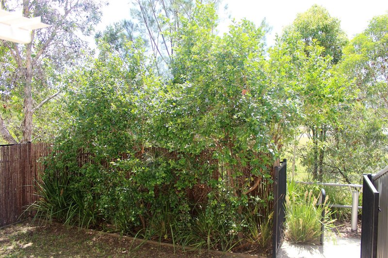 Photo - 54/115 Mango Hill Boulevard East , Mango Hill QLD 4509 - Image 13