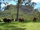 Photo - 543 Barrington East Road 'Tupelo Farm' Road, Gloucester NSW 2422 - Image 12