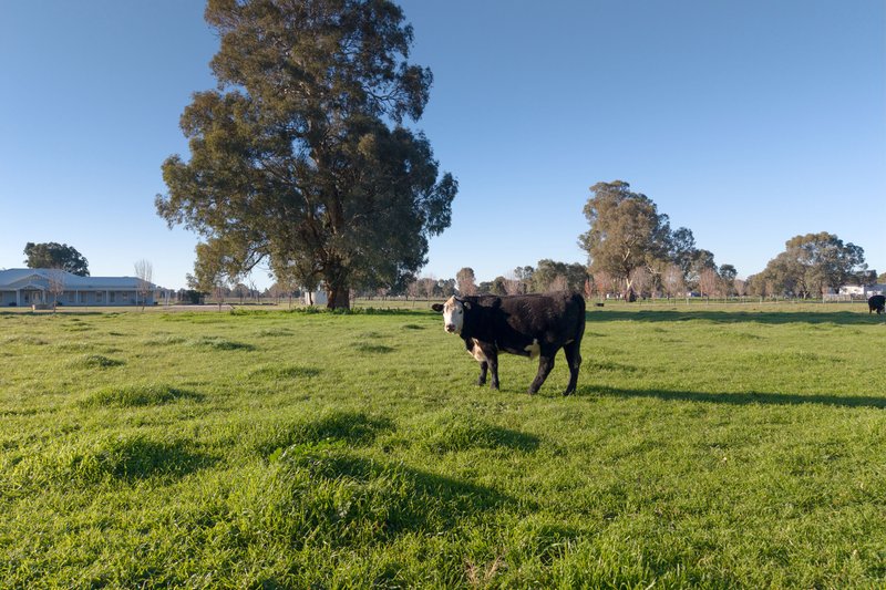 Photo - 56 Delloro Road, Wangaratta South VIC 3678 - Image 34