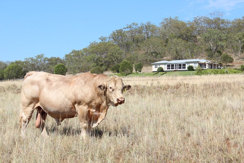 Photo - 560 Mt Kent Boundary Road, Nobby QLD 4360 - Image 11