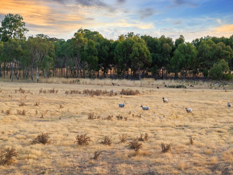 Photo - 562 Balmoral Road, Cockatoo Valley SA 5351 - Image 27