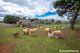 Photo - 568 Chanters Lane, Tylden VIC 3444 - Image 15