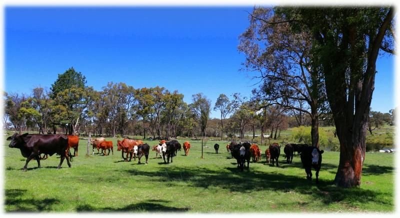 Photo - 586 Texas Road, Broadwater QLD 4380 - Image 7