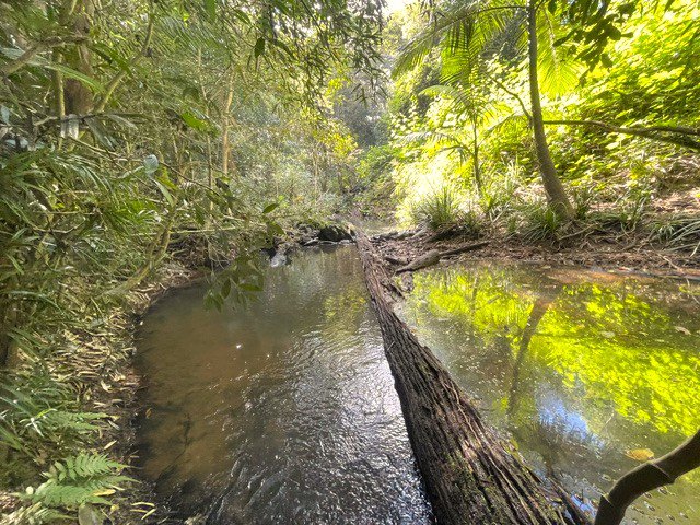 Photo - 59 High Chapparal Road, Kuranda QLD 4881 - Image 3