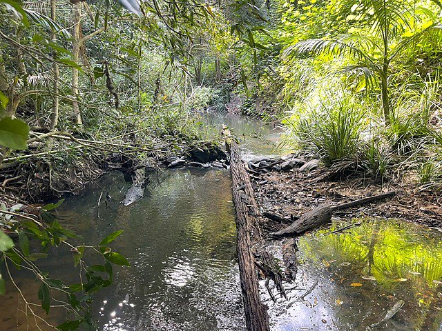 Photo - 59 High Chapparal Road, Kuranda QLD 4881 - Image 25