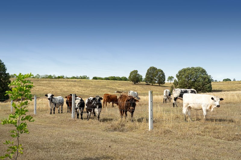 Photo - 59 Linnings Road, Haigslea QLD 4306 - Image 31