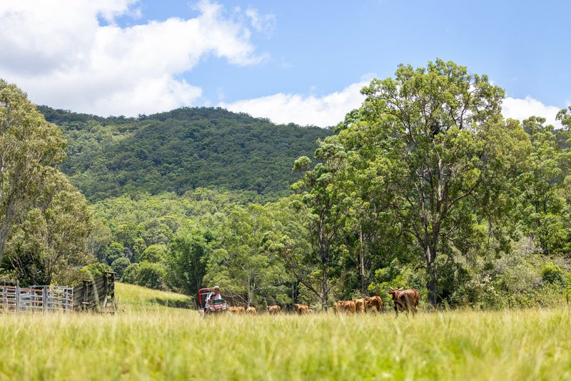 Photo - 592 Cedar Creek Road, Gheerulla QLD 4574 - Image 25
