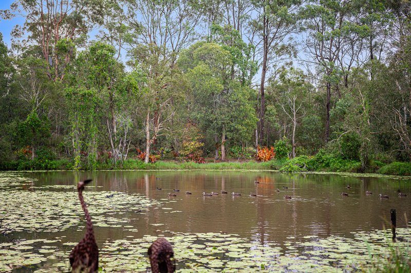 Photo - 595 Grieve Road, Rochedale QLD 4123 - Image 31