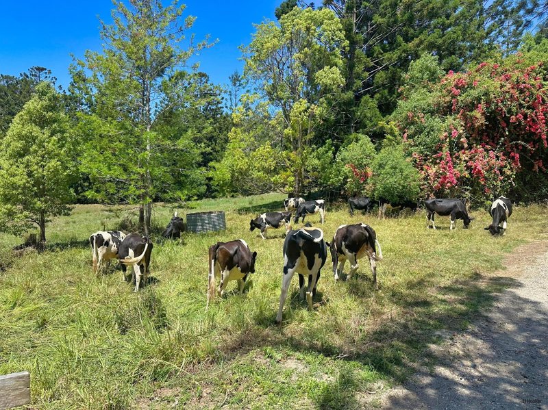Photo - 5993 Tweed Valley Way, Mooball NSW 2483 - Image 7