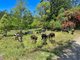 Photo - 5993 Tweed Valley Way, Mooball NSW 2483 - Image 7