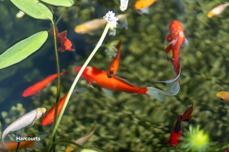 Photo - 6 Bonnies Way, Port Huon TAS 7116 - Image 22