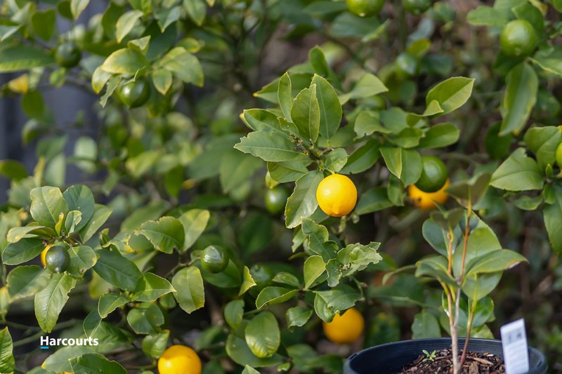 Photo - 6 Bonnies Way, Port Huon TAS 7116 - Image 32