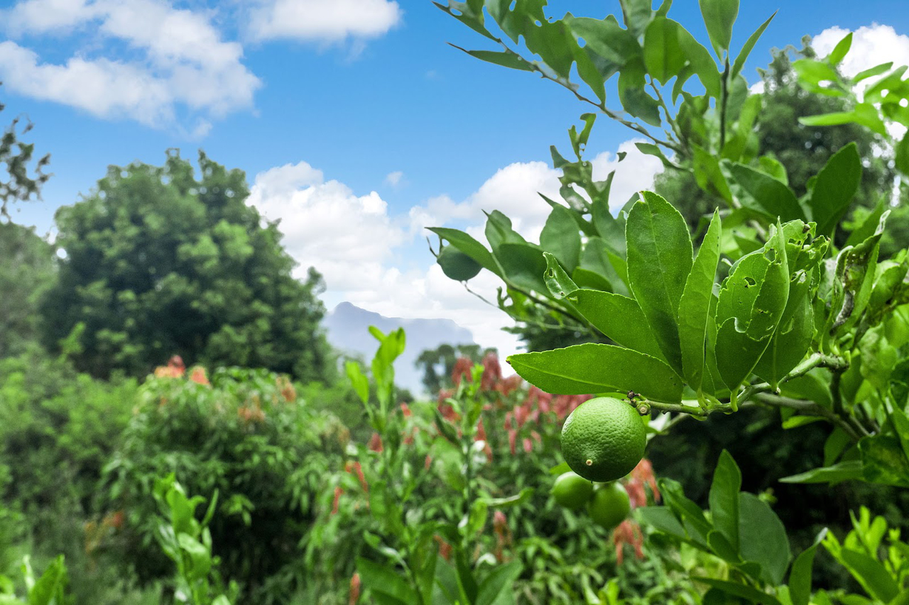 6-bedroom house at 6 COOLOON STREET, Kunghur NSW 2484, Tweed, New South Wales