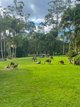Photo - 6 Sawreys Road, Forest Glen QLD 4556 - Image 4