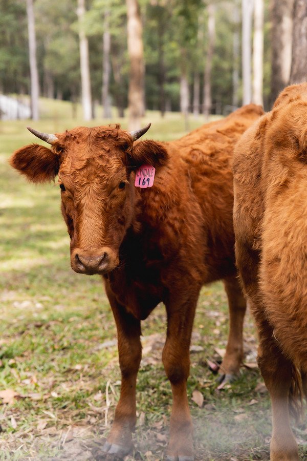 Photo - 60 Amigh Road, Landsborough QLD 4550 - Image 16