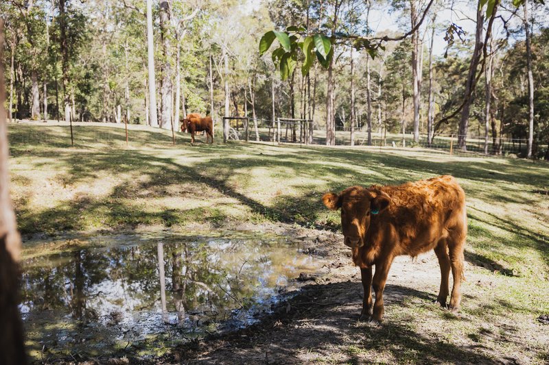 Photo - 60 Amigh Road, Landsborough QLD 4550 - Image 14