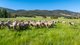 Photo - 60 Darmodys Road, Leneva VIC 3691 - Image 15