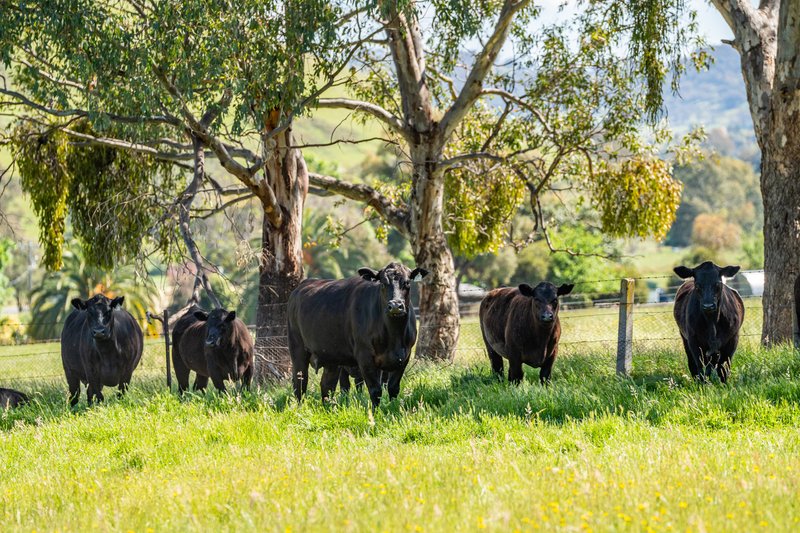 Photo - 60 Darmodys Road, Leneva VIC 3691 - Image 24