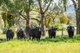 Photo - 60 Darmodys Road, Leneva VIC 3691 - Image 24