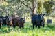 Photo - 60 Darmodys Road, Leneva VIC 3691 - Image 25