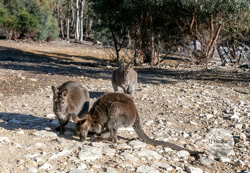 Photo - 60 Haney Road, Lachlan TAS 7140 - Image 15