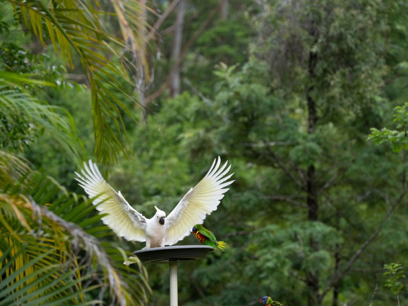 Photo - 605 Hopkins Creek Road, Hopkins Creek NSW 2484 - Image 2