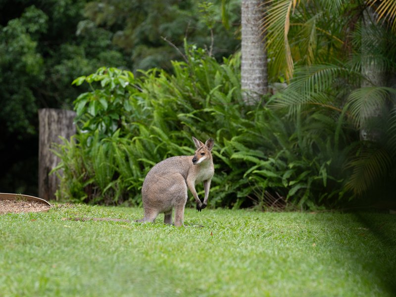 Photo - 605 Hopkins Creek Road, Hopkins Creek NSW 2484 - Image 13