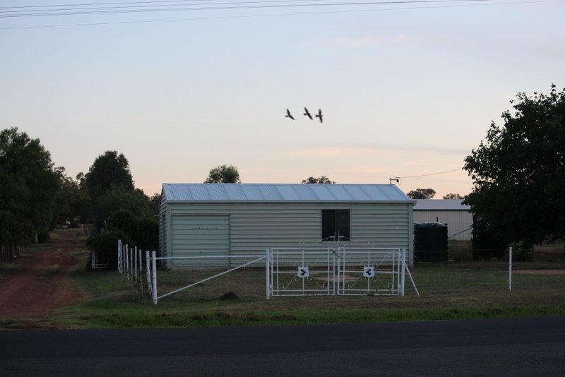 Photo - 62 Cunningham Street, Bingara NSW 2404 - Image 19