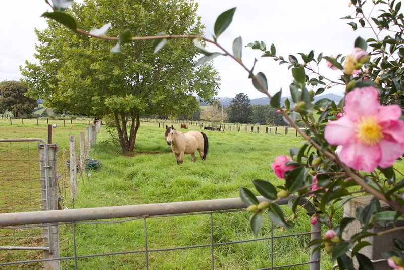 Photo - 621 Old Coast Road, Dorrigo NSW 2453 - Image 9