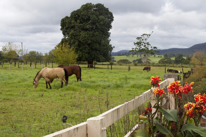 Photo - 621 Old Coast Road, Dorrigo NSW 2453 - Image 12