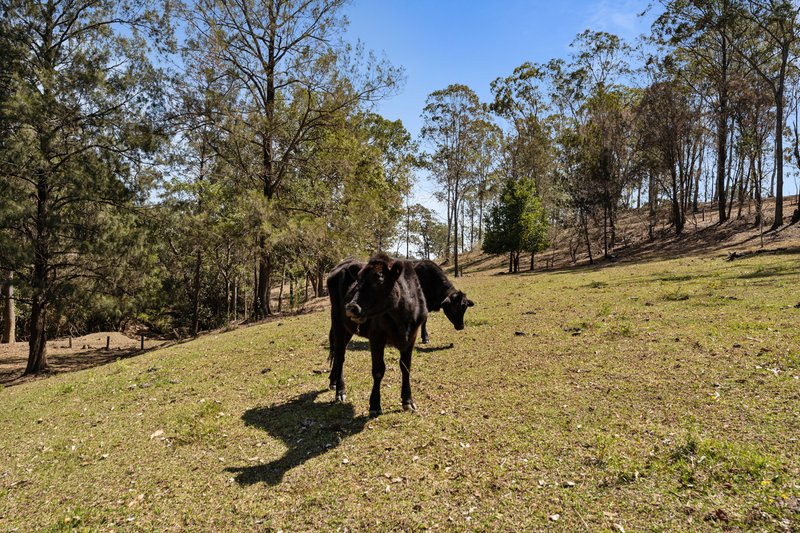 Photo - 624 Lower Kangaroo Creek Road, Coutts Crossing NSW 2460 - Image 25