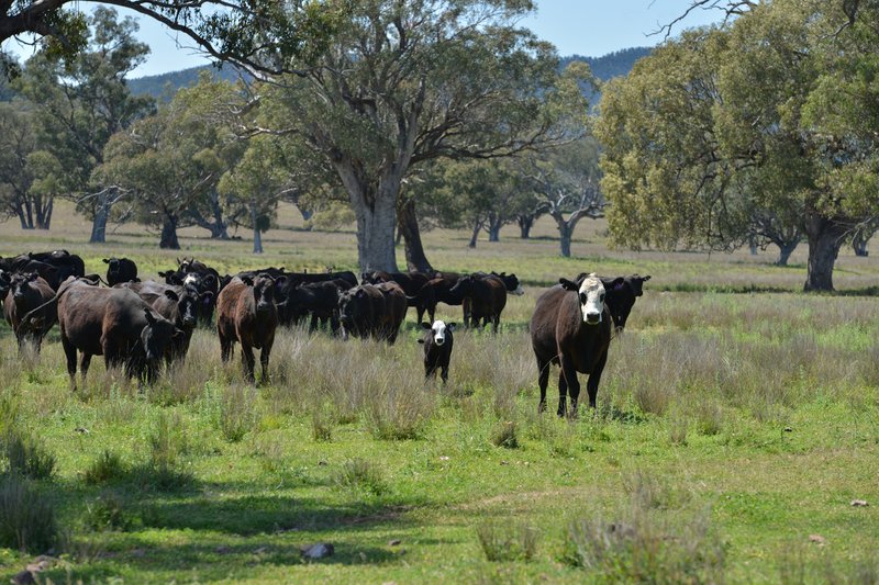 6292 Killarney Gap Road, Narrabri NSW 2390