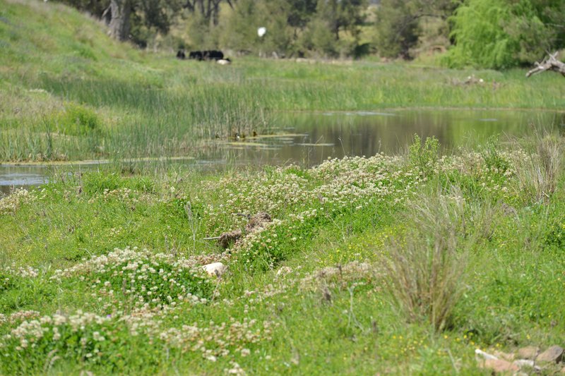 Photo - 6292 Killarney Gap Road, Narrabri NSW 2390 - Image 5