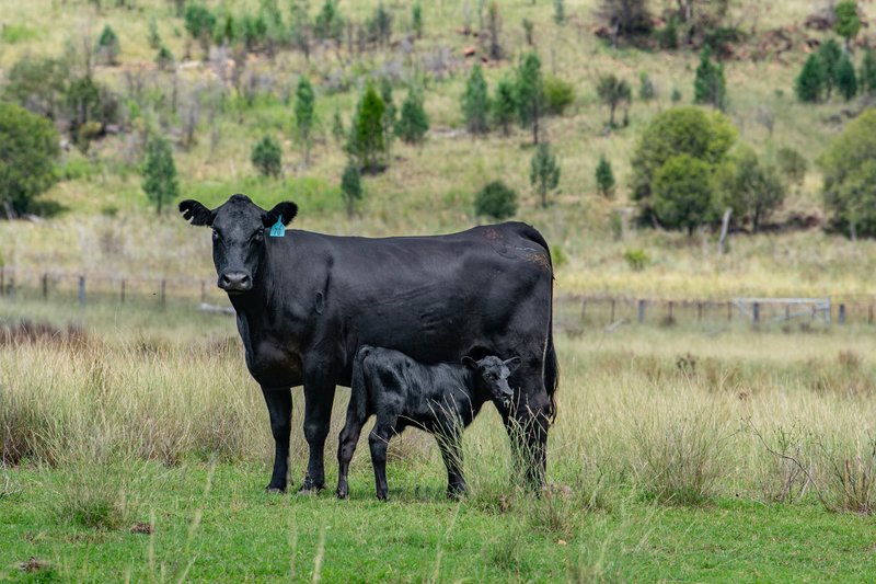 Photo - 6292 Killarney Gap Road, Narrabri NSW 2390 - Image 15