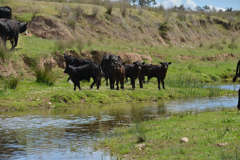 Photo - 6292 Killarney Gap Road, Narrabri NSW 2390 - Image 19