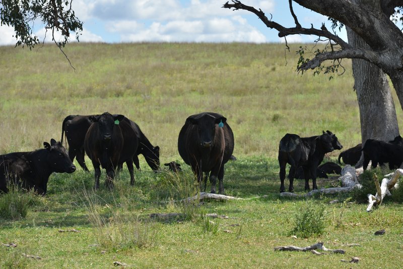 Photo - 6292 Killarney Gap Road, Narrabri NSW 2390 - Image 29