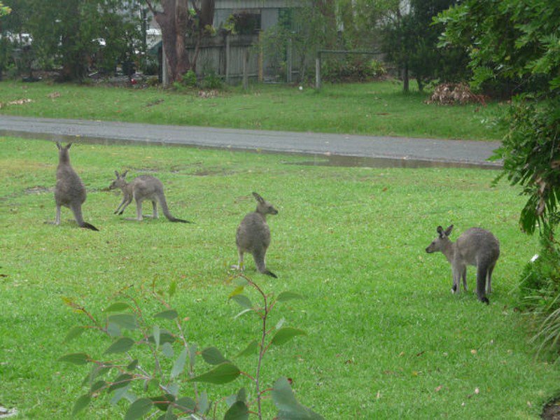 Photo - 63 Berrara Road, Berrara NSW 2540 - Image 10