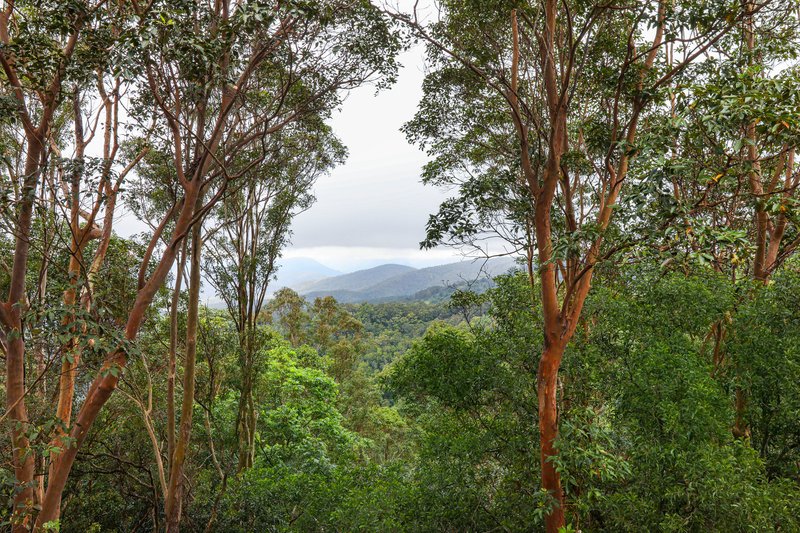 Photo - 635 Beechmont Road, Lower Beechmont QLD 4211 - Image 10