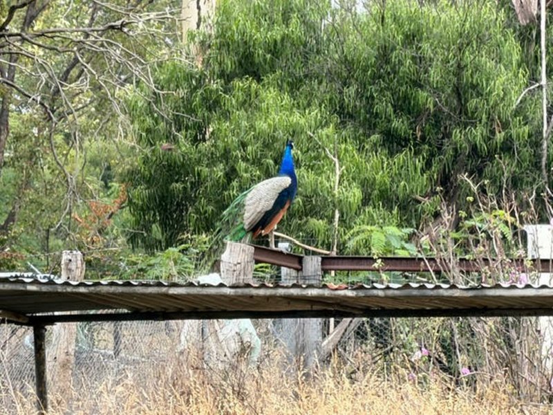 Photo - 66 Yeoman Street, Bogabilla NSW 2409 - Image 7