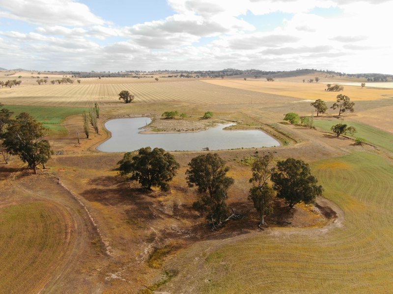 Photo - 661 Dudauman Road, Cootamundra NSW 2590 - Image 3